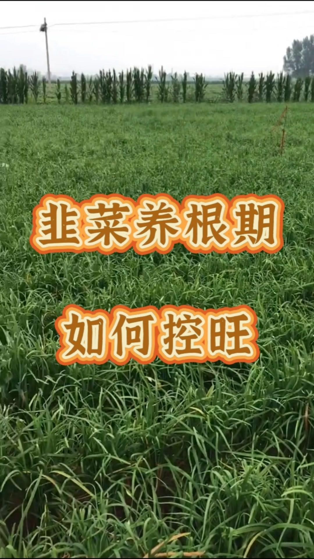 🌿韭菜养根期如何管理？💡控旺目的：促进根系发育，避免地上部分过度生长，影响营