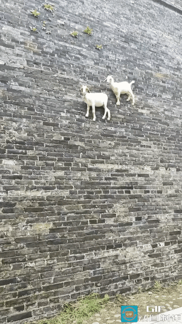 太不可思议了！近日河南一男子在广府古城玩，无意中发现城墙上居然站着两只羊，他以为