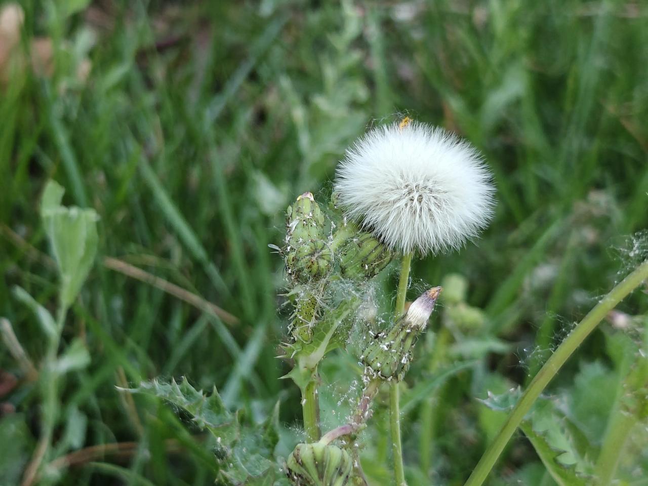 这是什么花，你知道吗?欢迎留言😊