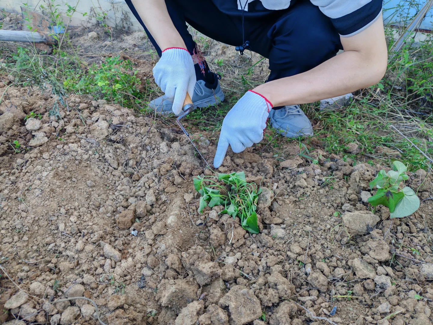 今天种草药，准备给学生上认识中草药的兴趣课。传承中华优秀传统文化，从劳...