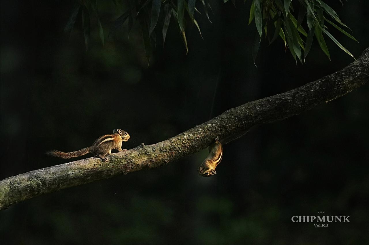 《秘境深处：花栗鼠的灵动瞬间》