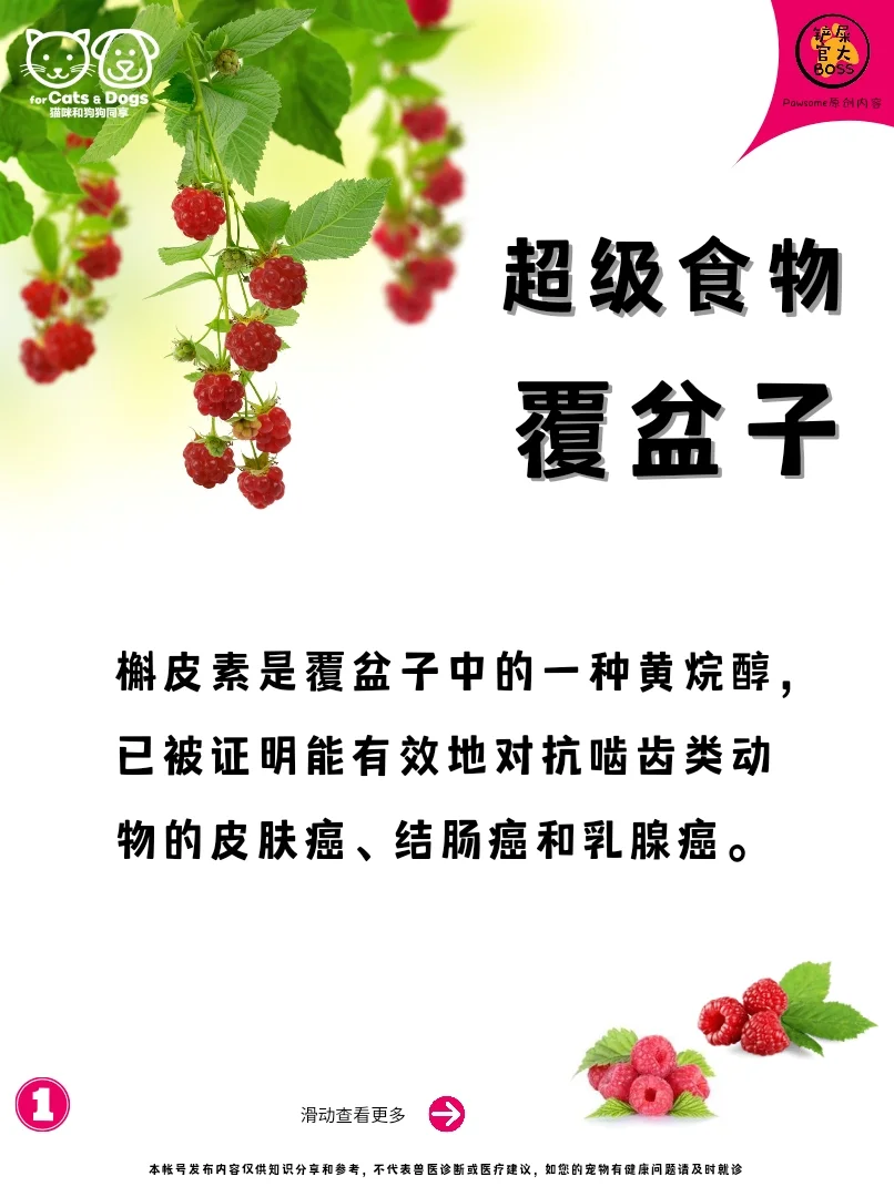 Superfood-覆盆子
