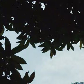 🌳 🌳每一个人都可以成为生活中的阳光。用我们的微笑、用我们的善良、用我们的热