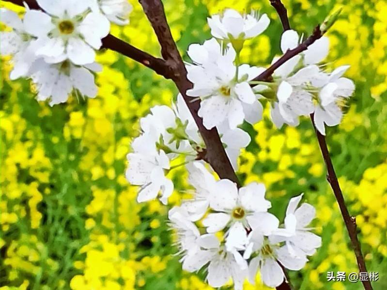 母爱没有尽头，母亲过年最高兴的事，莫过于子孙陪在身边。
母亲86岁了，行动不便却