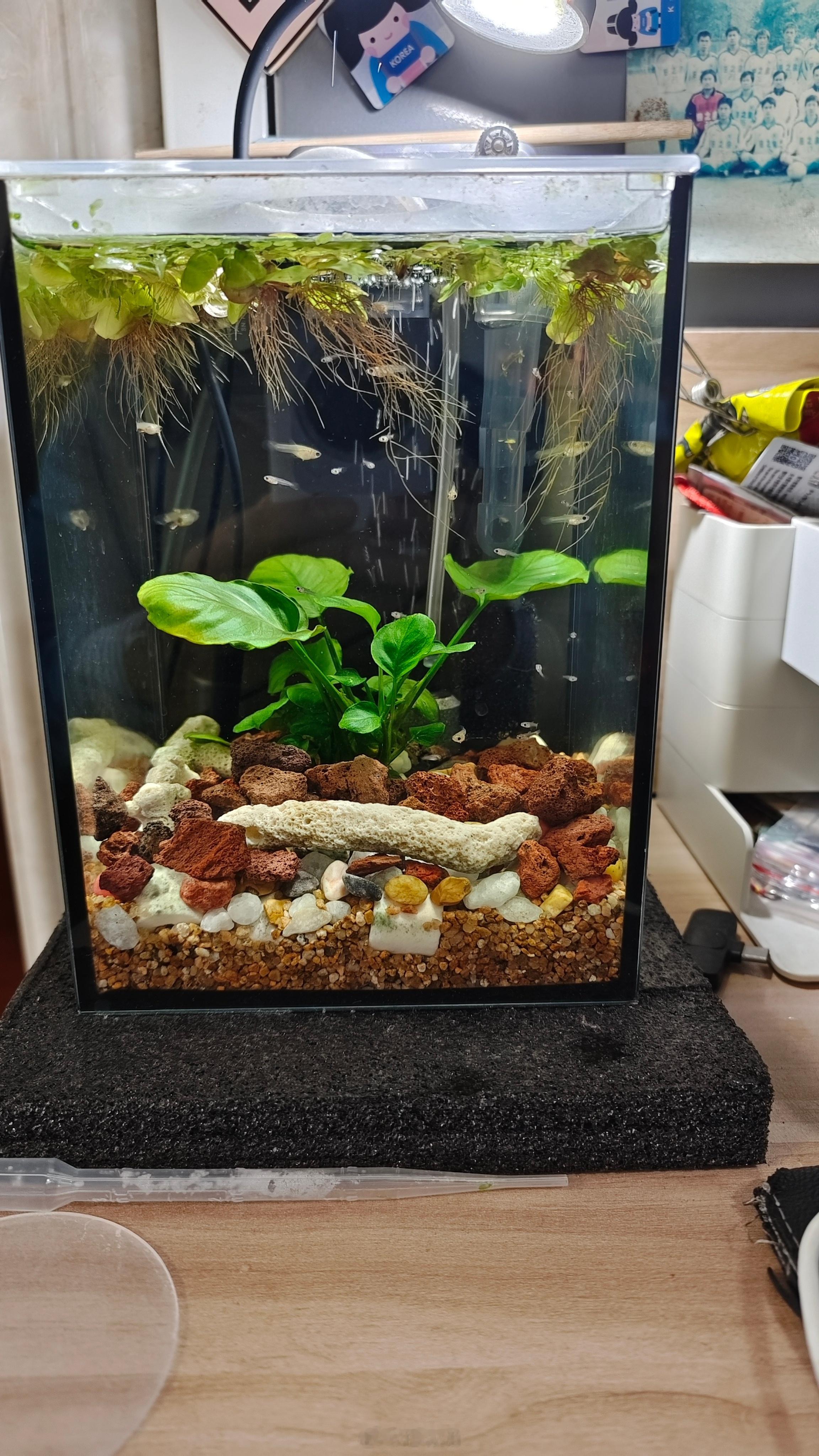 准备可以卖鱼了，刚又冒出来二三十条