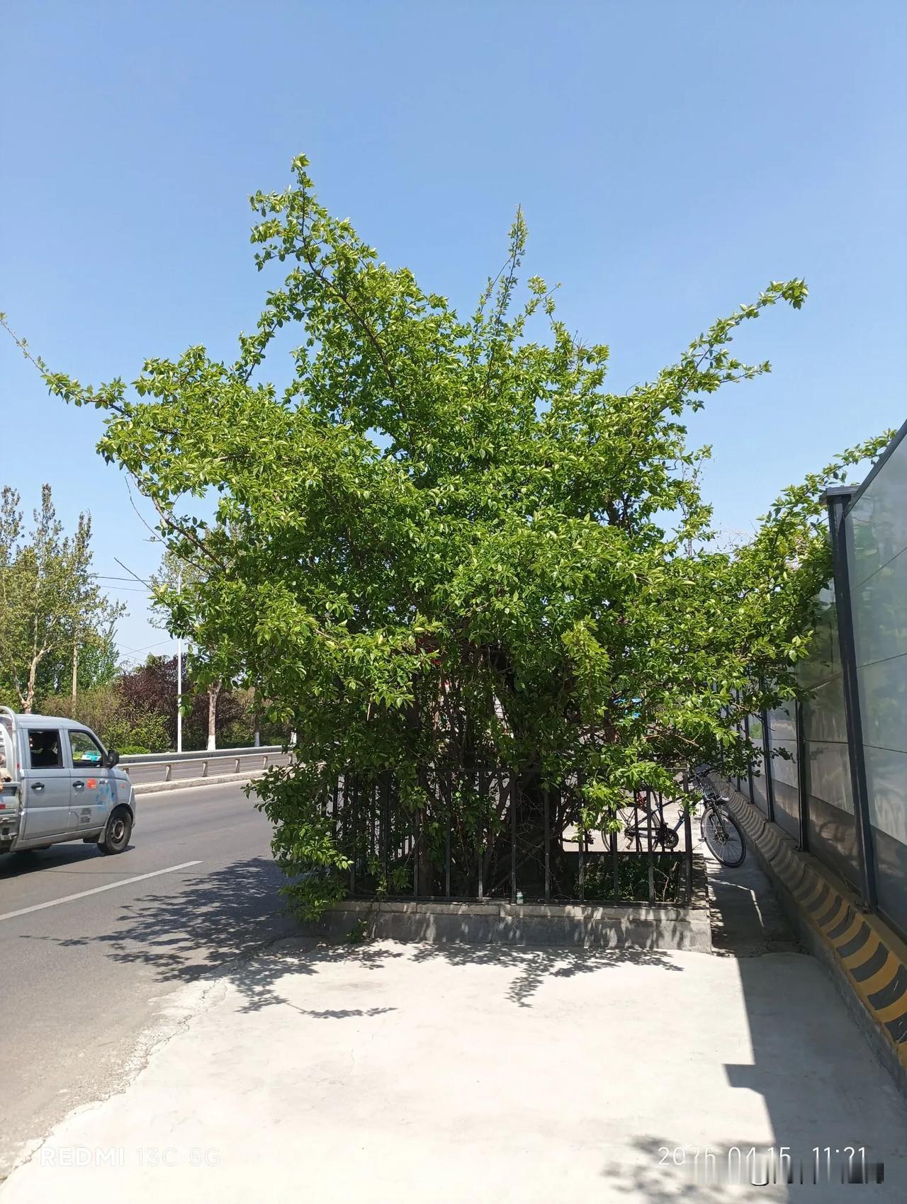 喜看古树发新枝！
兖州大禹北路旁、高庙村附近，有一棵树龄近六百年的古柘树，传说是