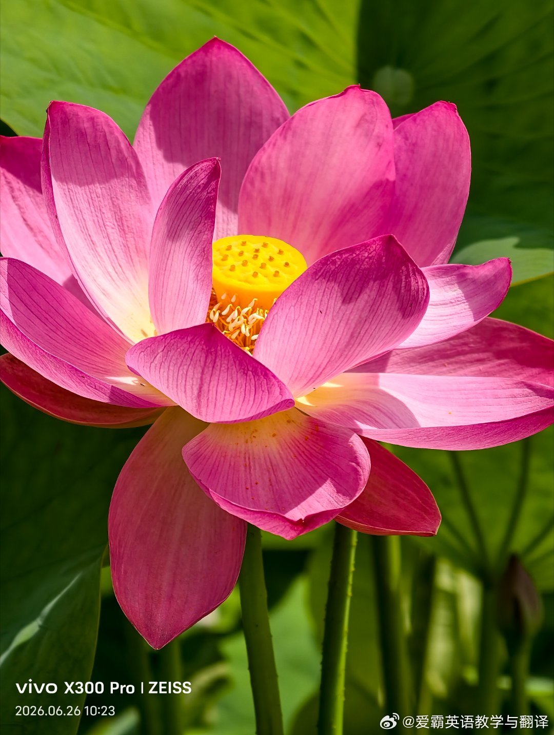 一池墨绿生幽香，半掩粉荷弄倩影。留白处，尽显夏日清雅之韵。 