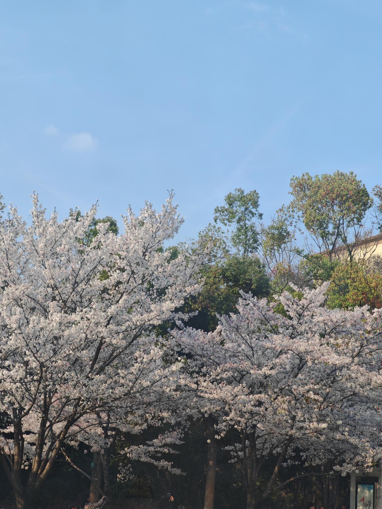 - 27日更是黄金赏樱期。
武大作为顶流赏樱地，樱花大道搭配民国老建筑，氛围感直
