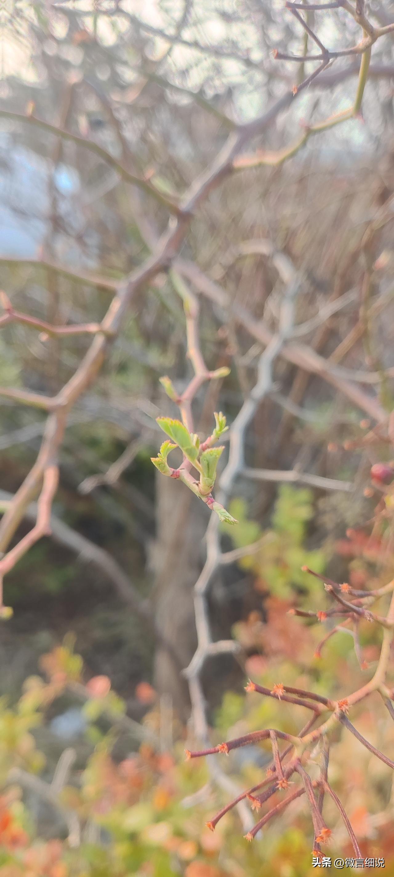 风来了，
我知道，
我体会到春的信息。
我不扭摆身姿，
我不五颜六色，
我只默默