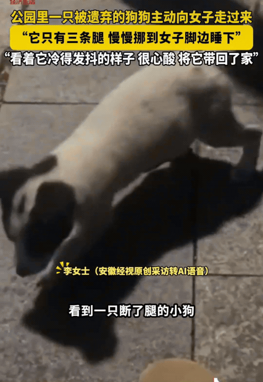 “解释不清了！”广东汕头，李女士坐在公园的椅子上等朋友。一只三条腿的小狗，一瘸一