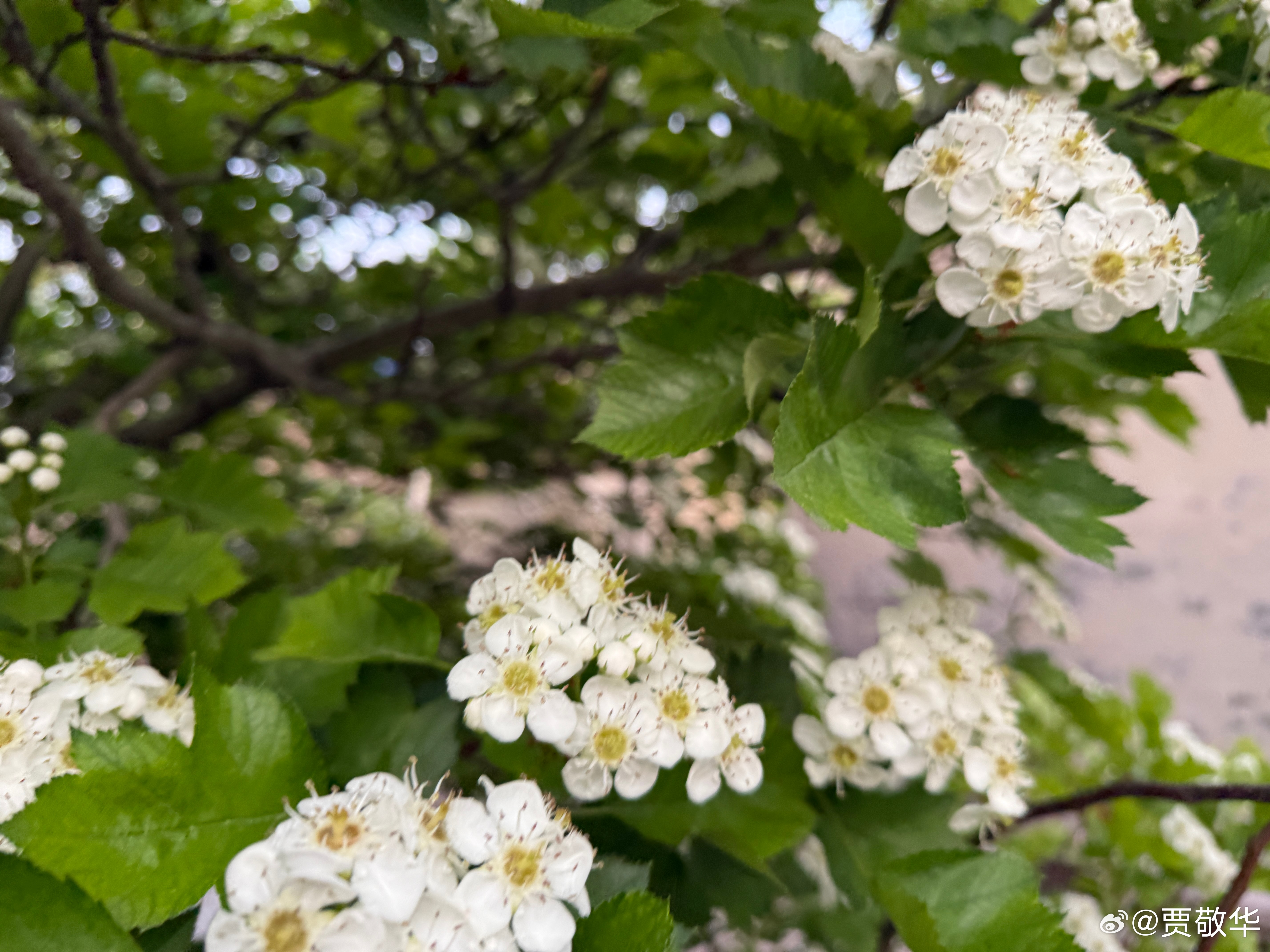 #每天早起打卡# 在一片花香中醒来，起床搬砖去！ 