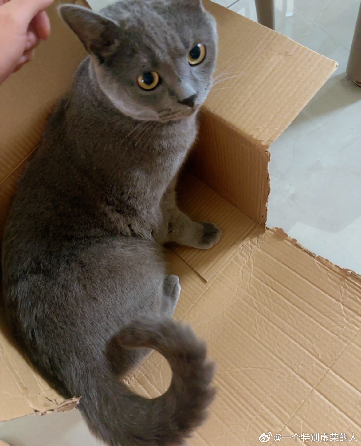 撒娇想吃猫条，见我没理他，跳进箱子里表演杂技，不知道自己有多重，直接把纸箱压垮了
