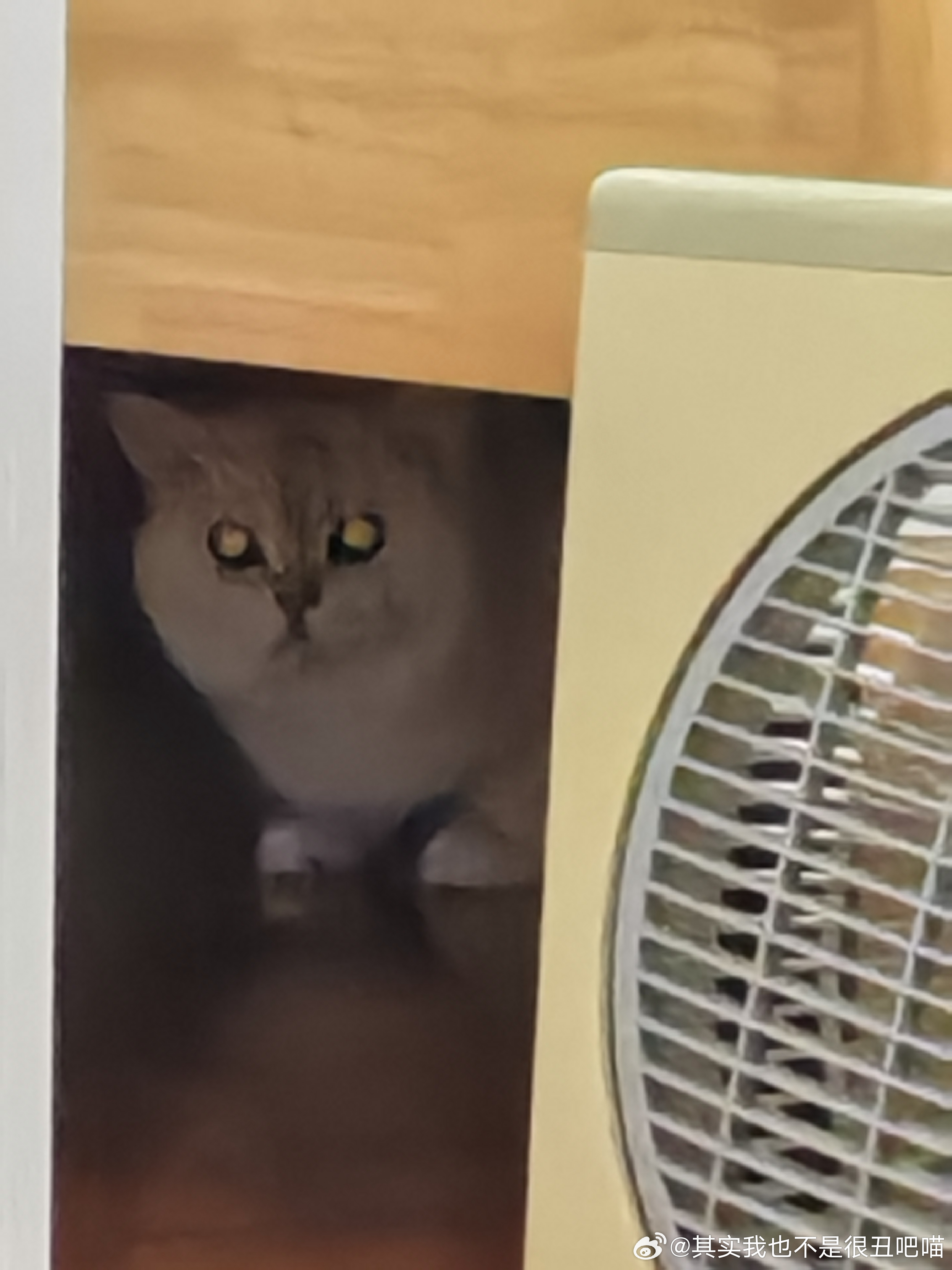 49995【丑猫】宝宝你的右脚好像一个订书机。 