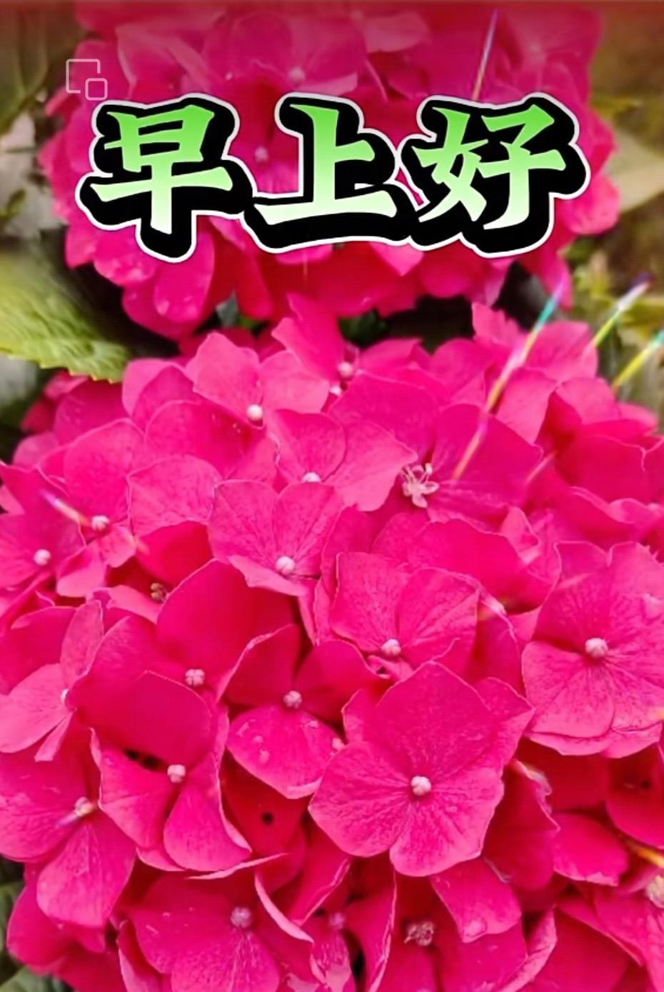 天亮一聲好，心情自然好；
不能天天見，隔屏問聲好；
思念在心中。永遠忘不了；
每