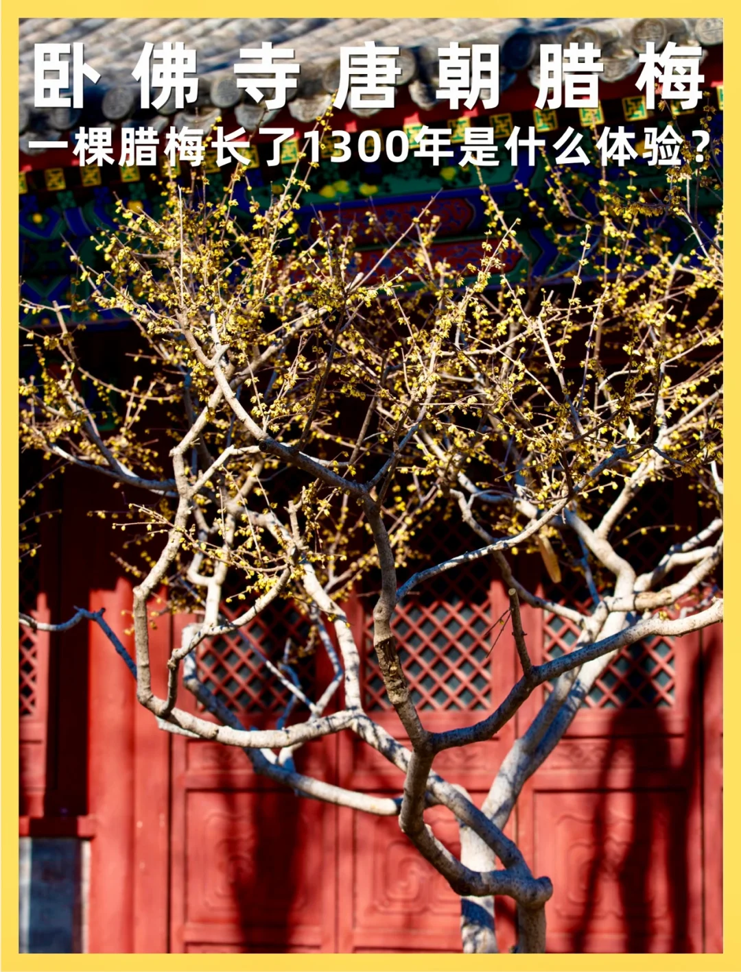 闻香识京城：来北京最早赏花地看1300年腊梅