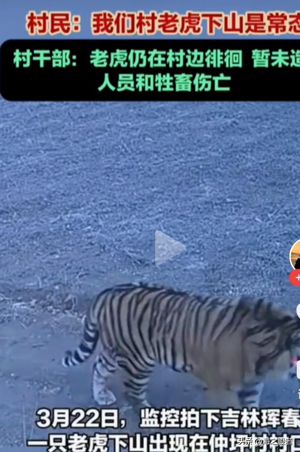 这是大王来巡山吗？溜溜达达，气场全开！

3月22日，东北虎现身吉林珲春村边，据