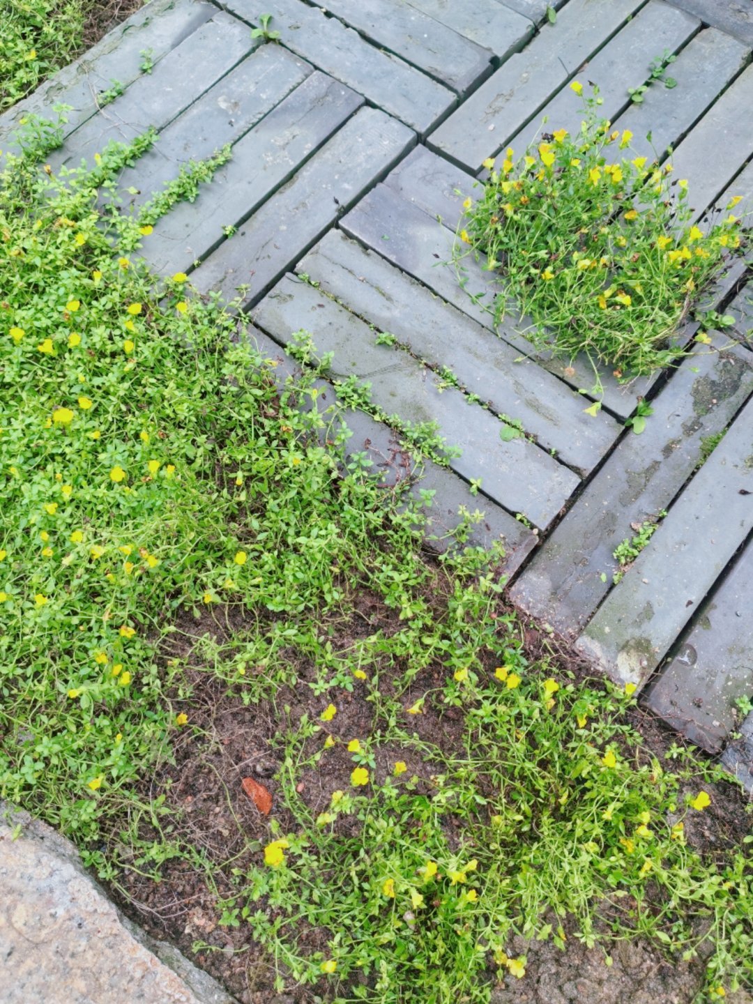 生活手记 移植补种了，浇好定根水，只要鸟儿不继续来薅，一周就能长满缝隙。岸上留了