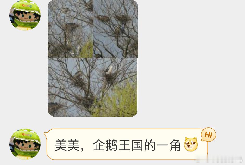 #鸟粉投稿# 夜鹭社区了属于好多只呀 挨家挨户的！ ​​​