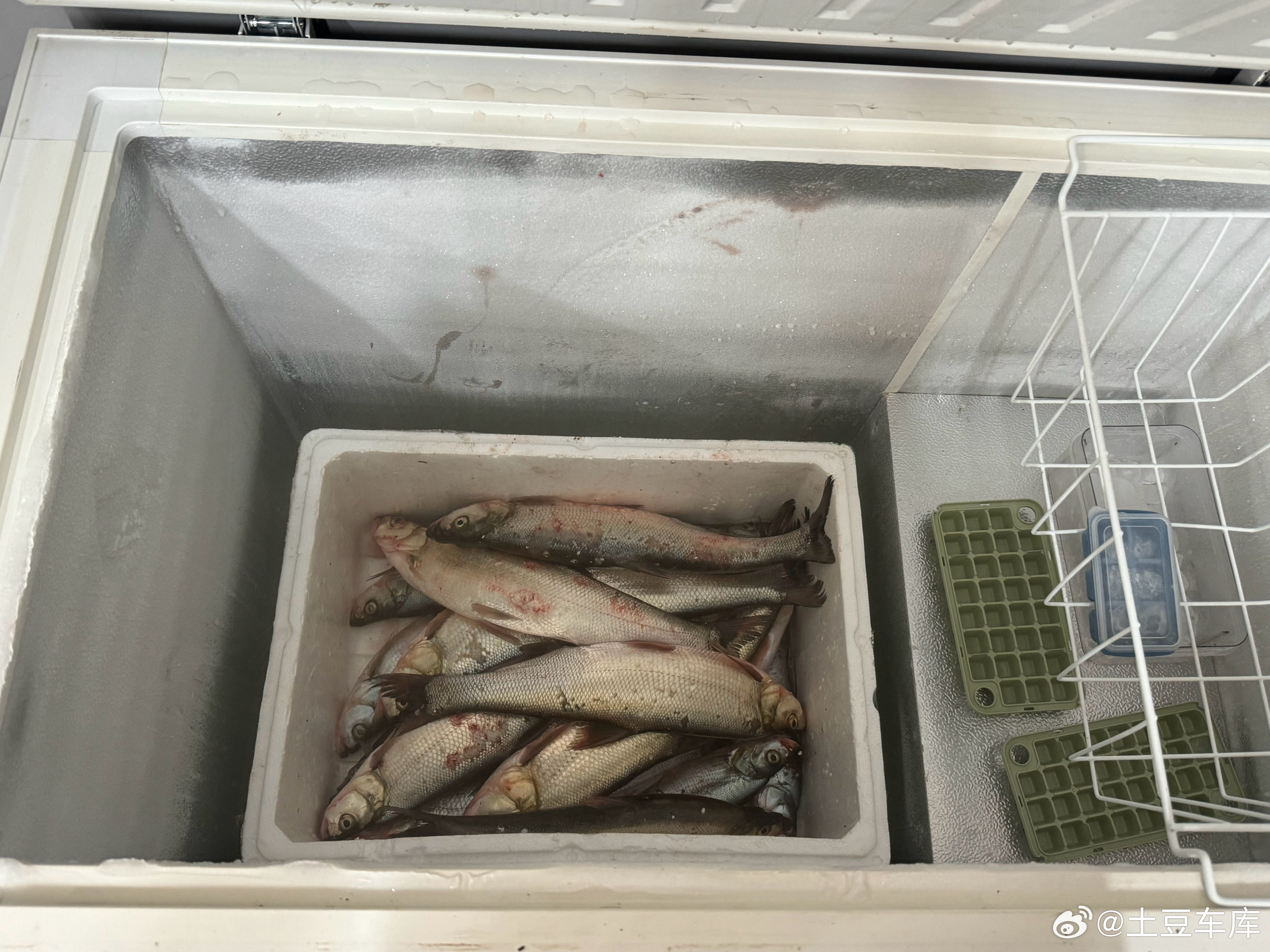 公司冰柜已经打开了冷冻模式专门用来 冰冻翘嘴后期大家想吃 随时来拿 
