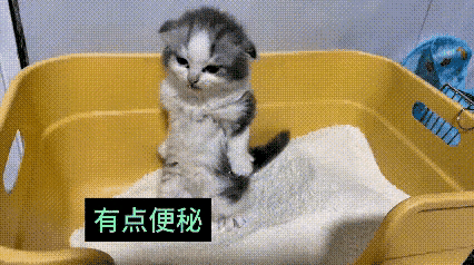 看完这段视频，心里跟着揪了一下。小奶猫自己乖乖走进猫砂盆，习惯特别好，可蹲了许久