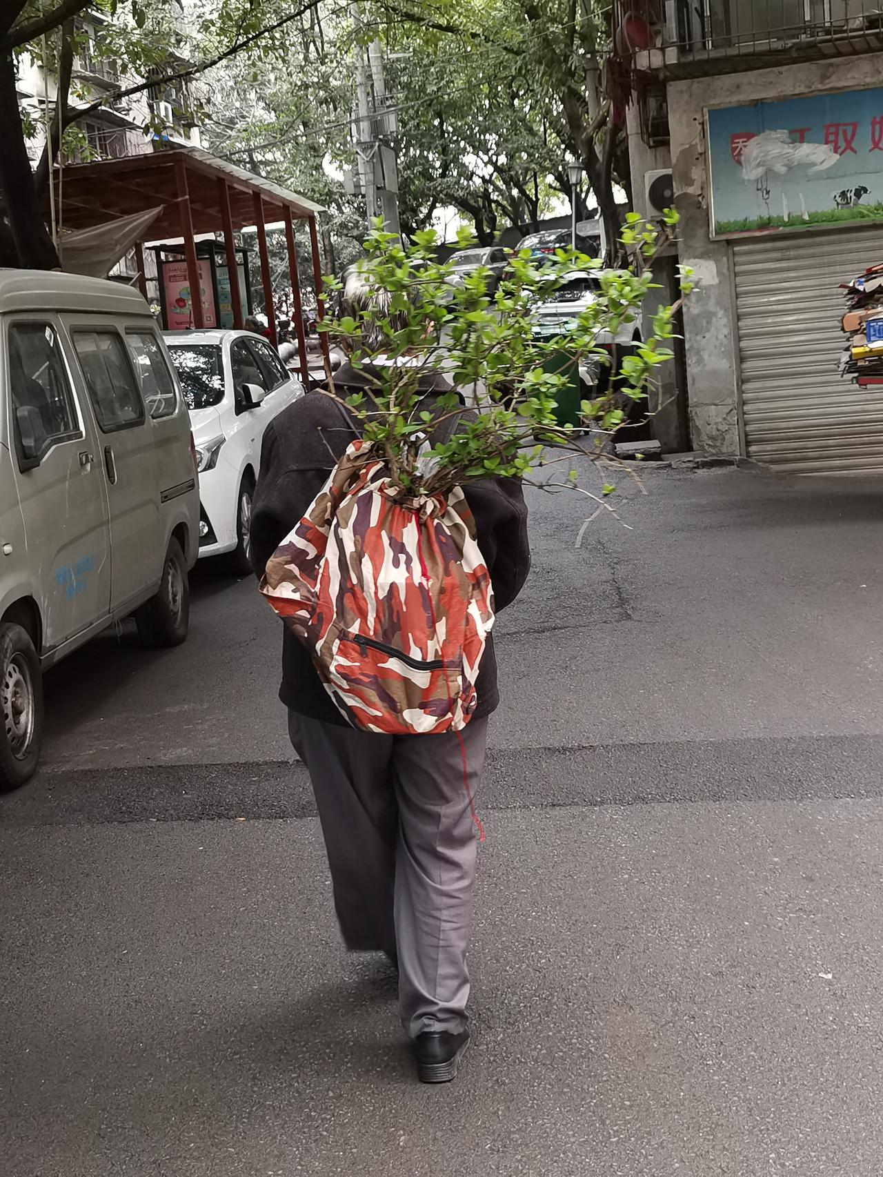 晒图笔记大赛遇到一个老者，不知从哪里找到的小树，拿回家作盆栽吗？这样的小树苗子要