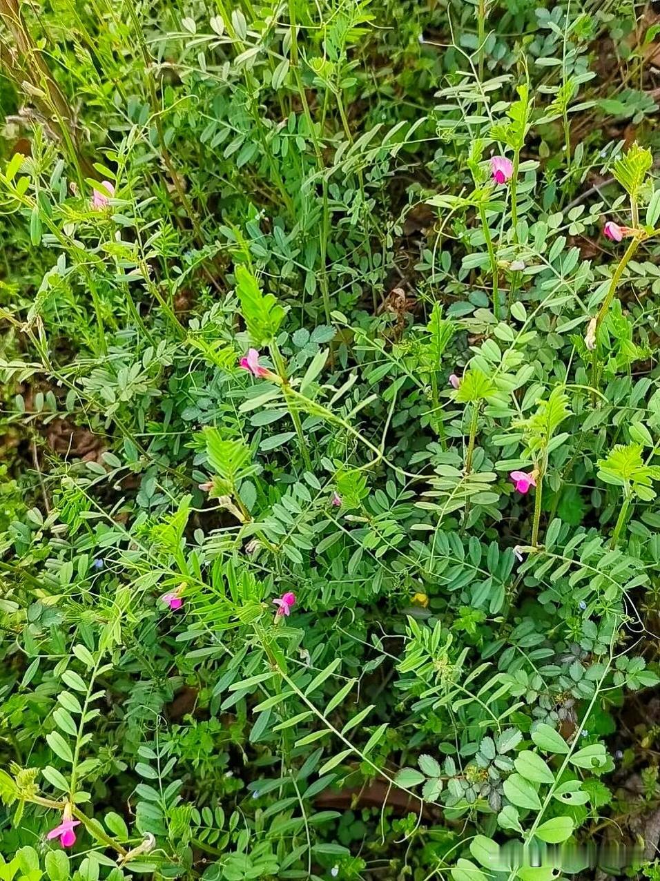 野豌豆
野豌豆学名大巢菜，是有名的“补肾菜”。
春风拂过田野，初夏又到了“打野”