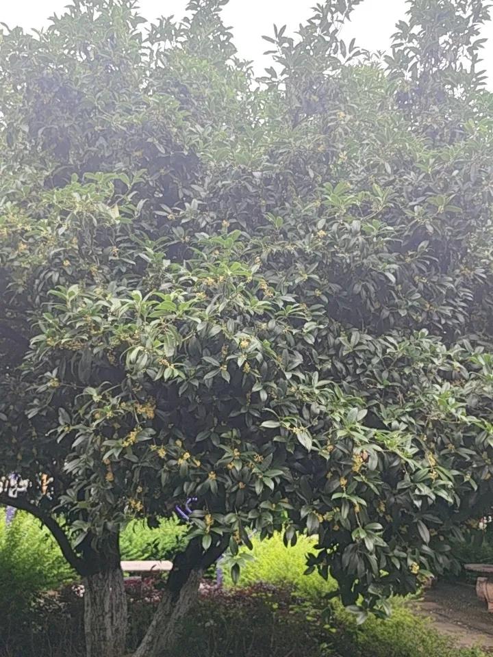 昆明7月桂花开，这花香简直绝了！以往都说“八月桂花香”，可在昆明，7月中旬大街小