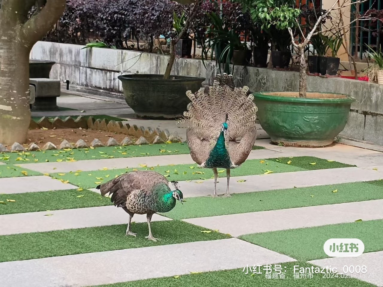 周子瑜对着母孔雀说想看到开屏你们都嘲笑她，但现实be like⬇️ 