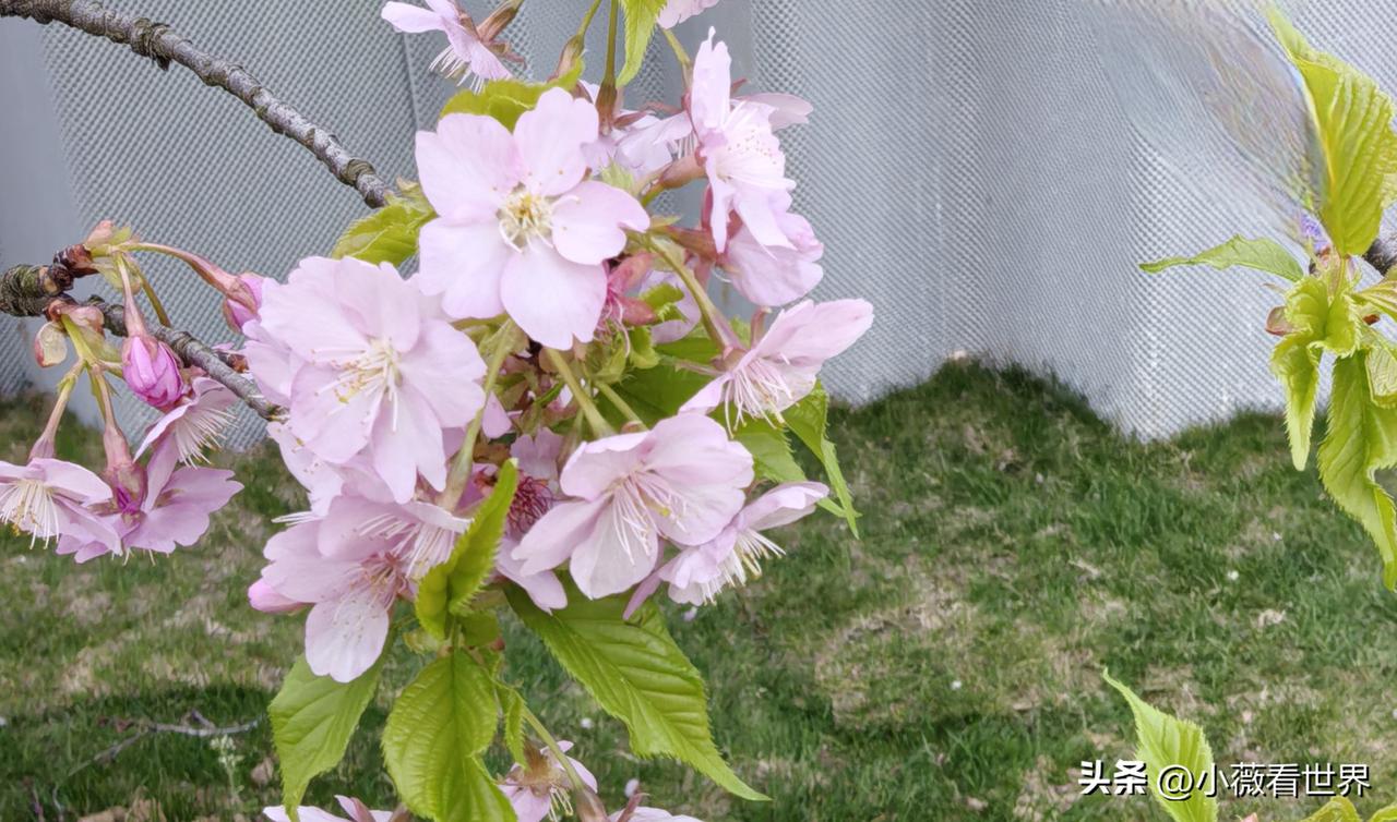 有意错过昨日女神节出游高峰，今天我们来梅园赏花，庆祝第116个国际妇女节。

梅