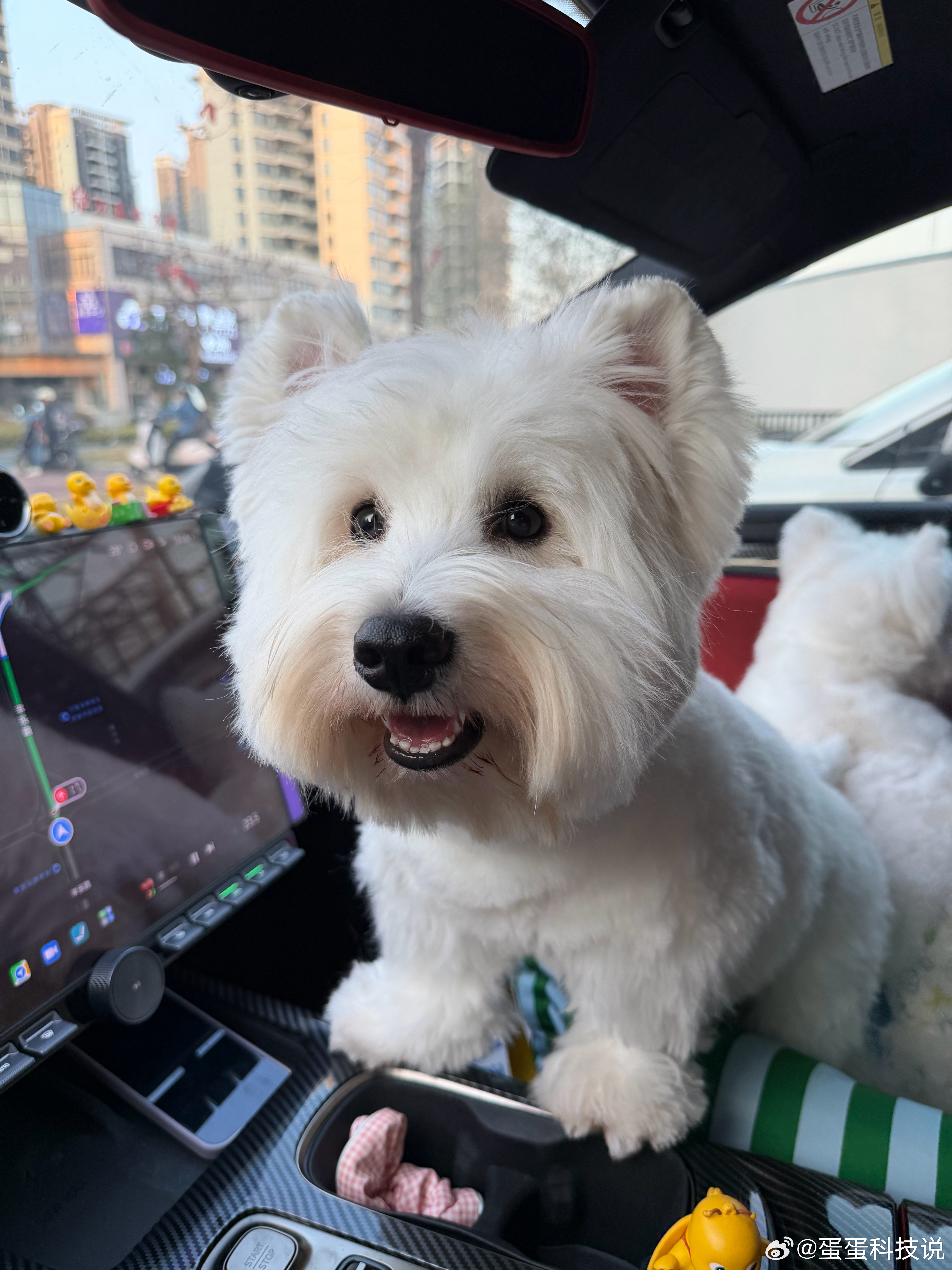 生活手记 像不像ai小狗呢？？？ 