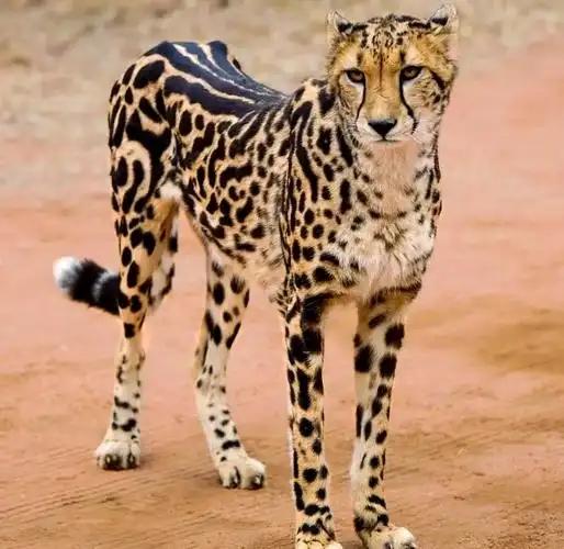 白长了一副猛兽的样子！猎豹被调侃为“猫科之耻”真不冤。别的猛兽靠力量征服，它只能