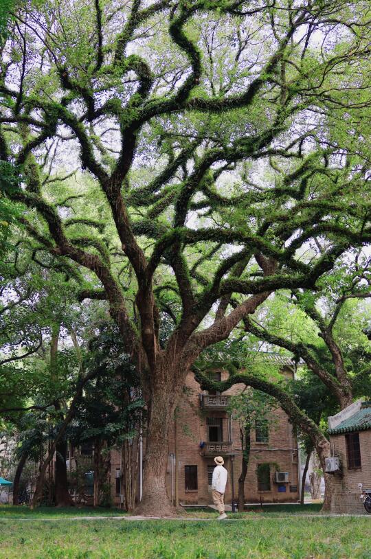 一定要去中大，享受一场春天生命力的盛宴🌳