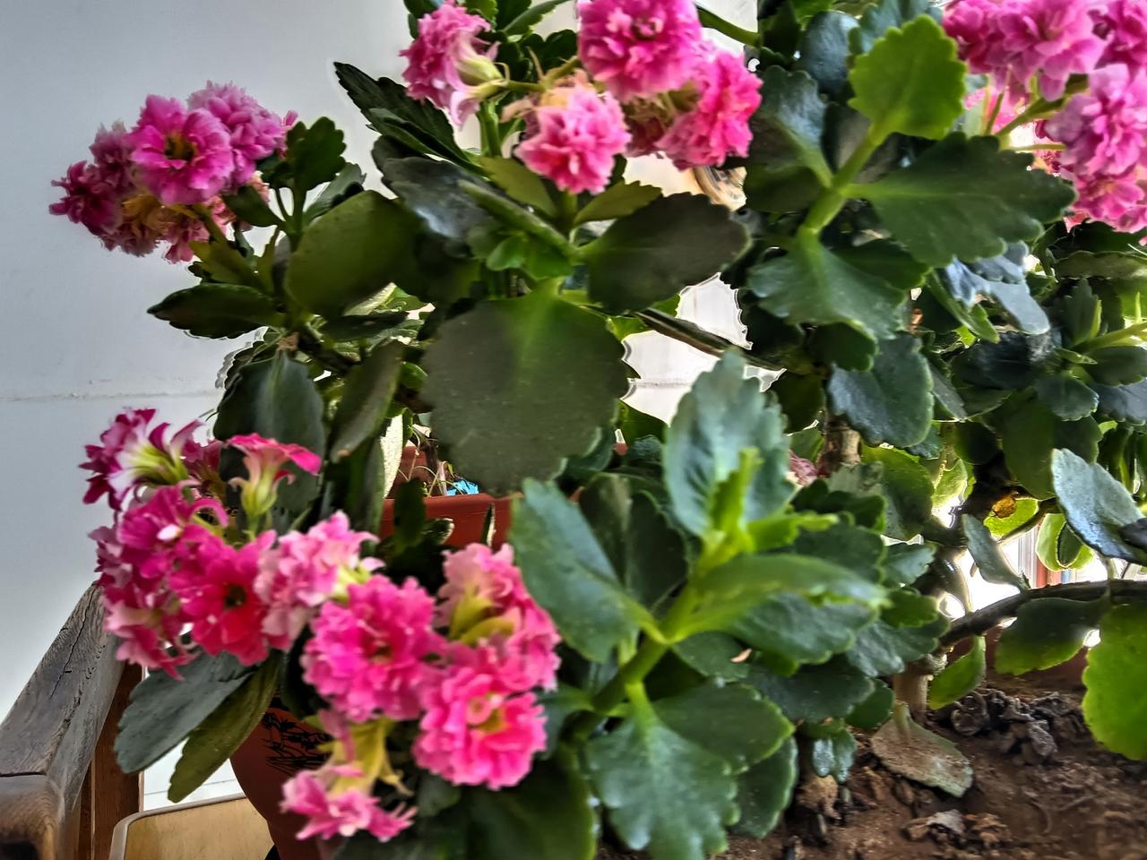 粉嫩花朵绽放，生机勃勃的绿植，自然之美尽收眼底！🌸🌱这盆花长得真漂亮啊！