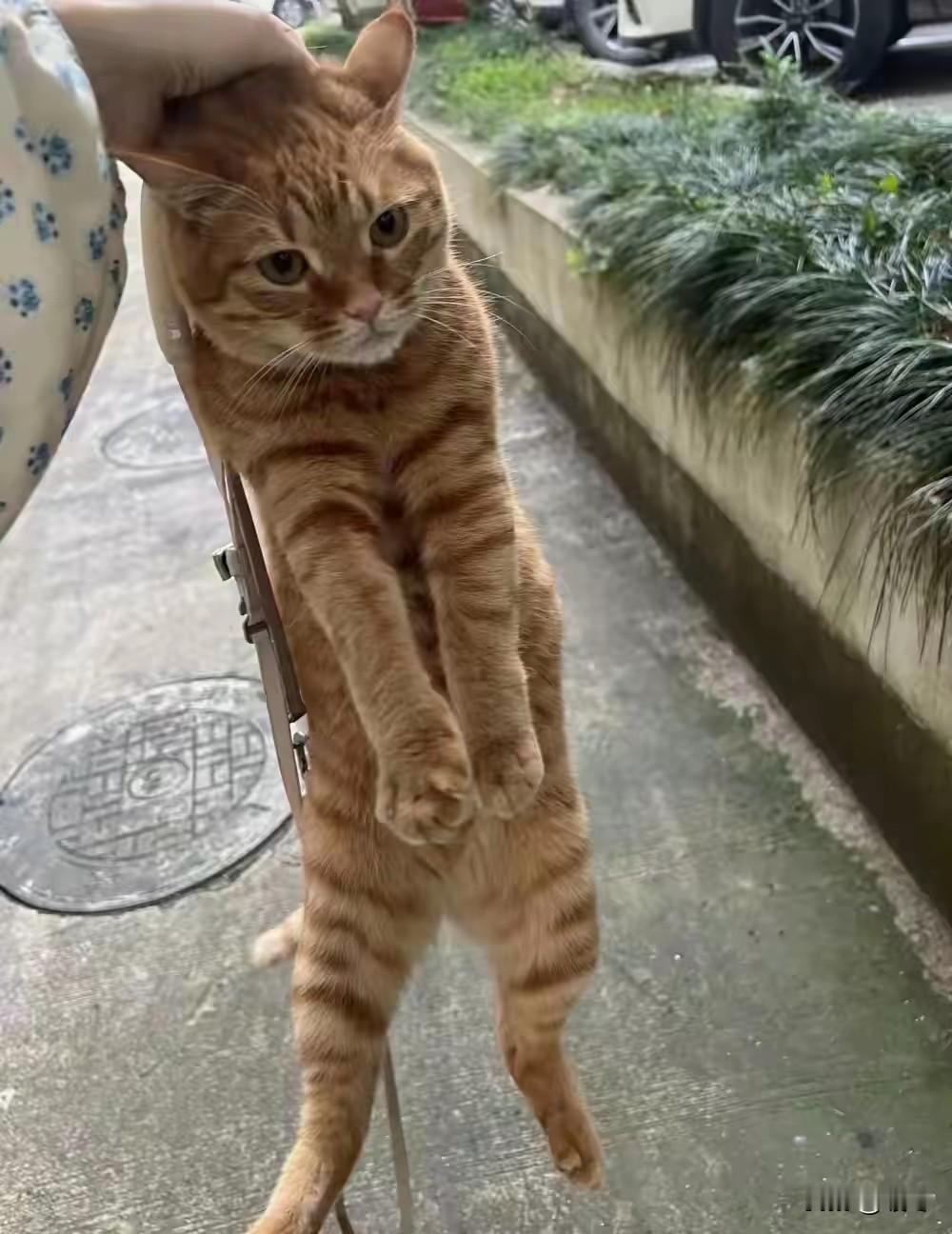 保洁阿姨正死死揪着一只流浪猫的脖子。
小猫吓得浑身僵硬，大气都不敢喘。
阿姨火气