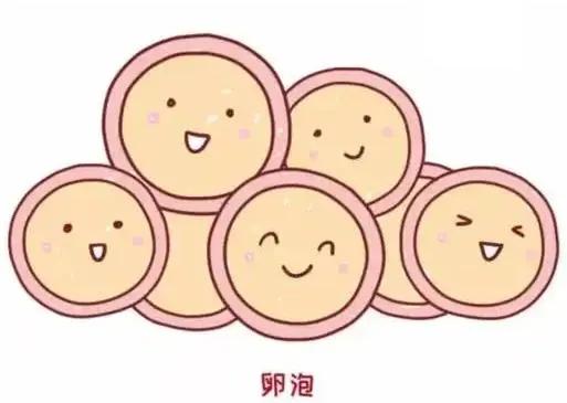#健康真探社#【卵泡又小又瘪总是怀不上？】生命的起源来自精子和卵子的相遇和结合。