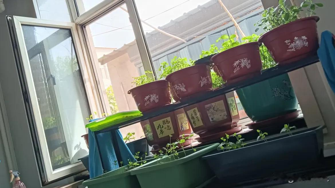 今天我不发娱乐作品了，我给家人们说说刚刚知道的事，一个亲戚家孩子结婚四年，家里一