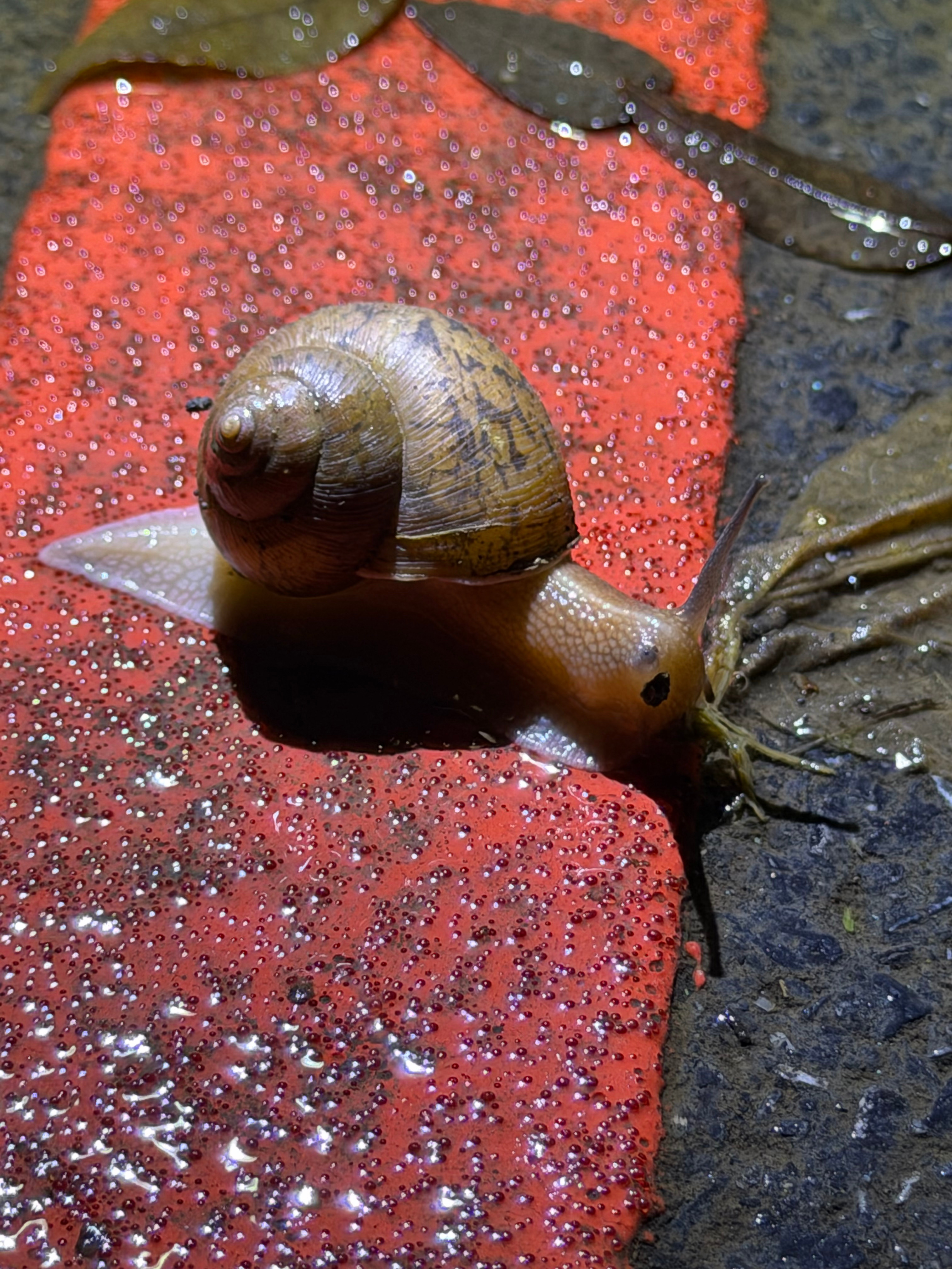 今日份6公里打卡完成路上偶遇好多蜗牛🐌拍了两只 南京·龙王山风景区