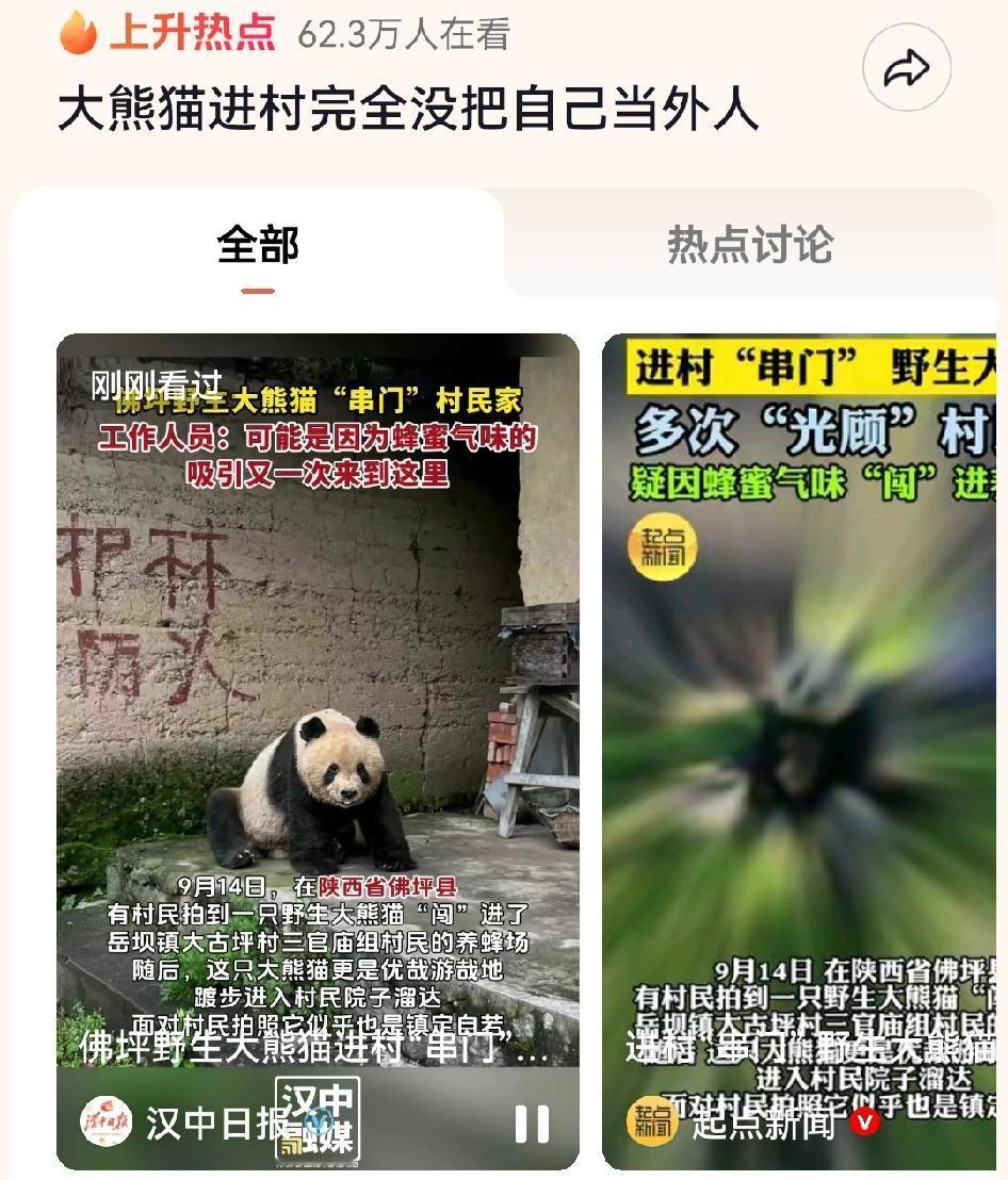 陕西省佛坪自然保护区，熊猫在村子里悠哉闲逛

近日村民拍到一只大熊猫闯进了岳坝镇