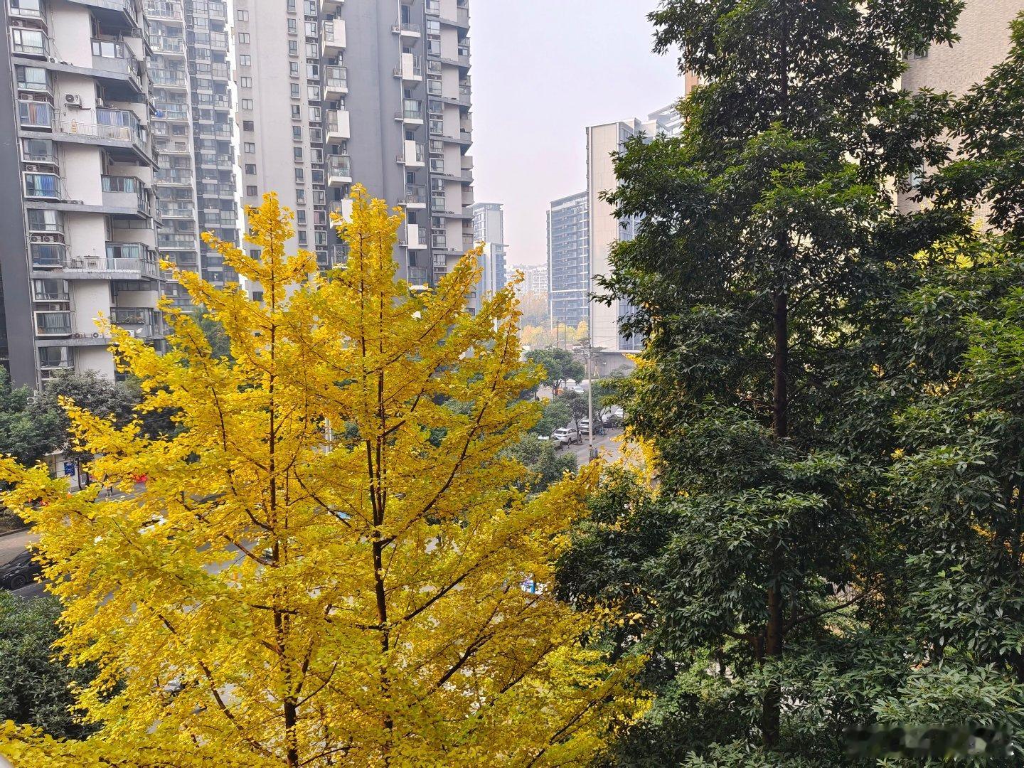 《窗外景》岁月不改楠木色，冷暖无异四季青。银杏荣枯碧镀金，留离交替载光阴。