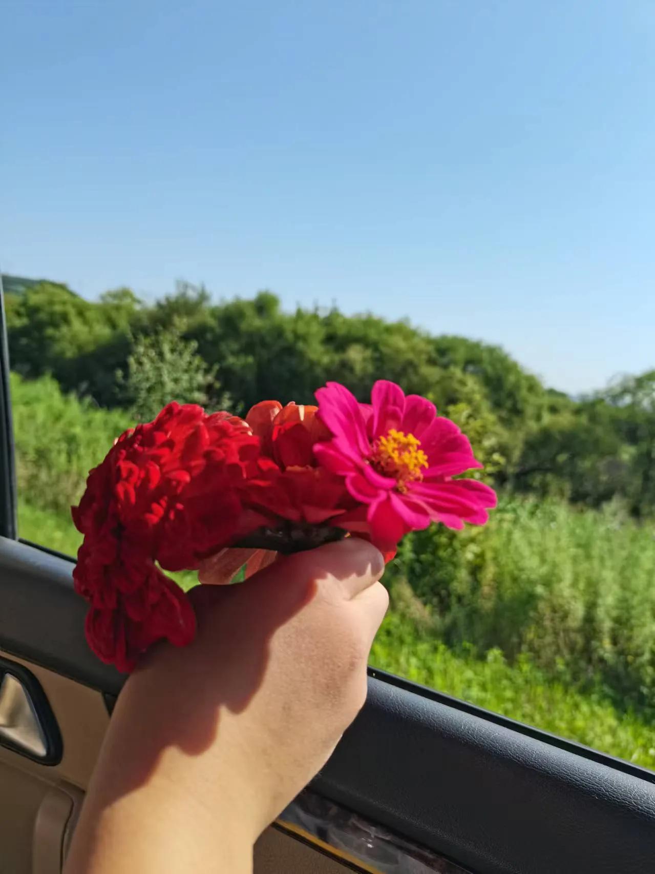 #分享一张随手拍的花。#怀念家乡的花，想念家乡的夏！