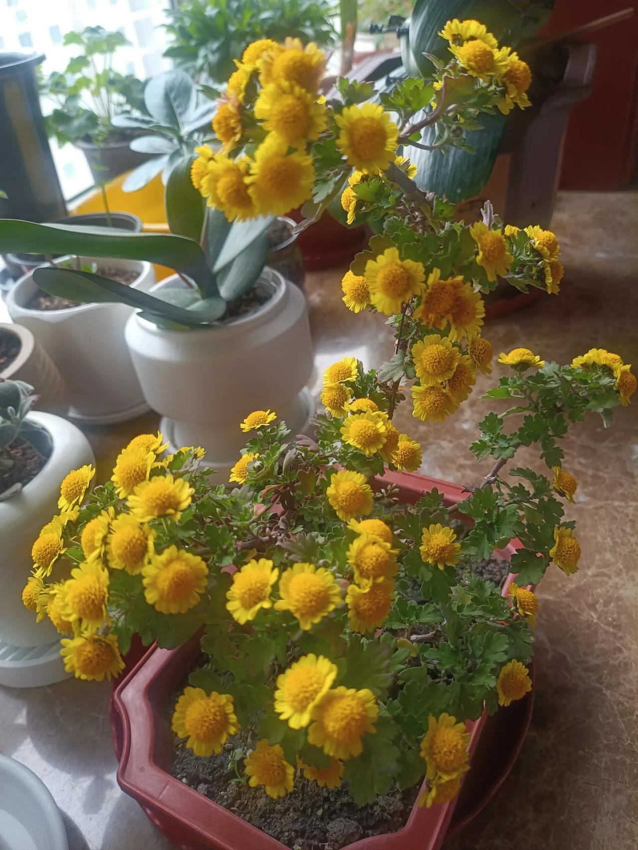 有没有让你看一眼就无法忘记的花