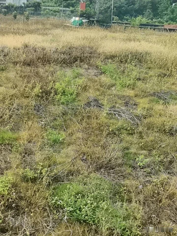 揪心！辽宁4岁女童车内午睡离奇失踪，千人通宵搜救无果，家属悬赏10万急寻
 
1