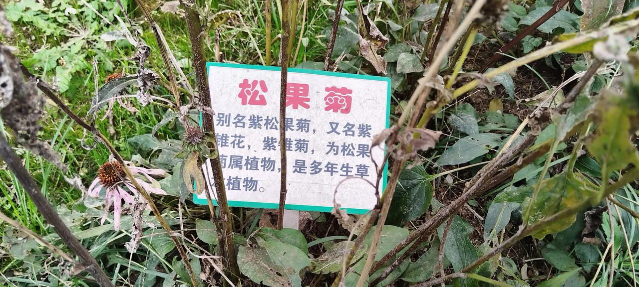 #晒晒去公园里随手拍的植物#