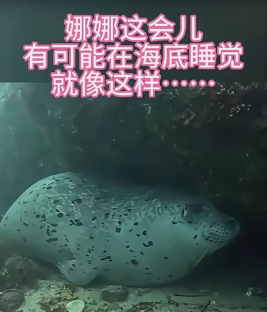 消失26小时后，斑海豹娜娜找到了！

一天一夜没消息，娜娜消失后，引发无数人担心