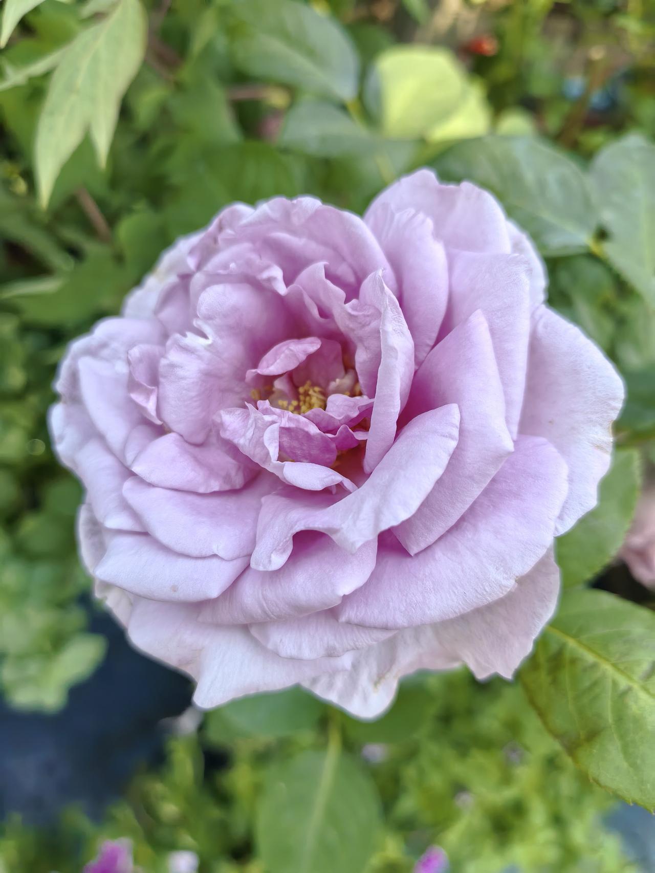 与一位陪孙女练琴的奶奶拉呱，颠覆了我认知。
她说，某校三年级的男孩开始谈恋爱，被