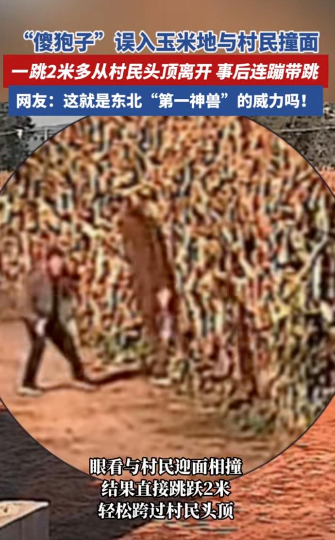 万万没想到！辽宁，一位村民路过自家玉米地，听到里面有动静，他以为是小偷，大喊一声