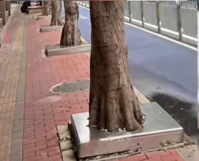 这又不知是谁想出来的新花样——给行道树包上铁皮！与其说是保护树，还不如说是把树往