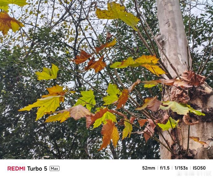 户外的抬手拍、仰拍，拍那种高处的植物或者物件，看起来是个很简单的动作，但非常容易