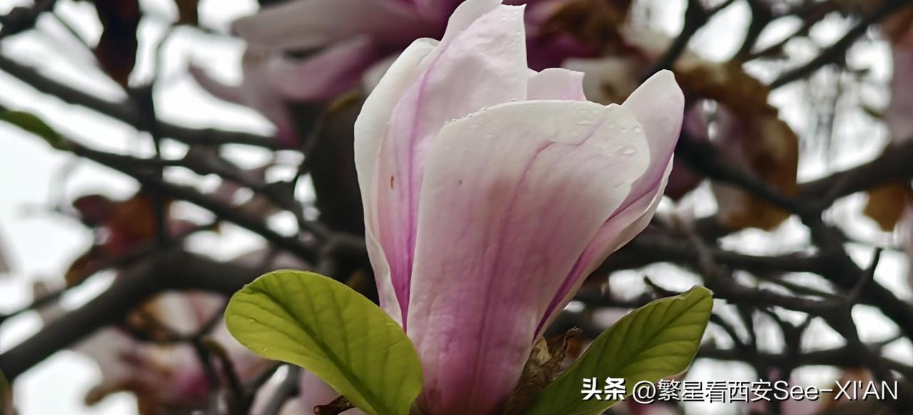 西安兴庆公园花开正艳，非常迷人。