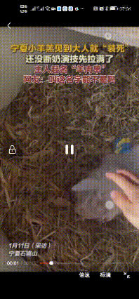 之前刷到的都知道，同样是见人，为啥宁夏这只小羊对大人“装死碰瓷”，对小孩却温柔贴